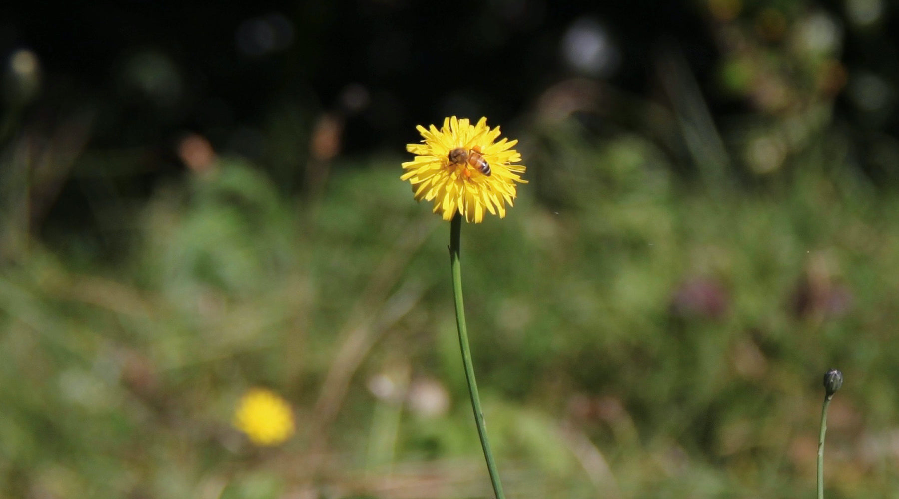 NOURISH | DANDELION DRESSING