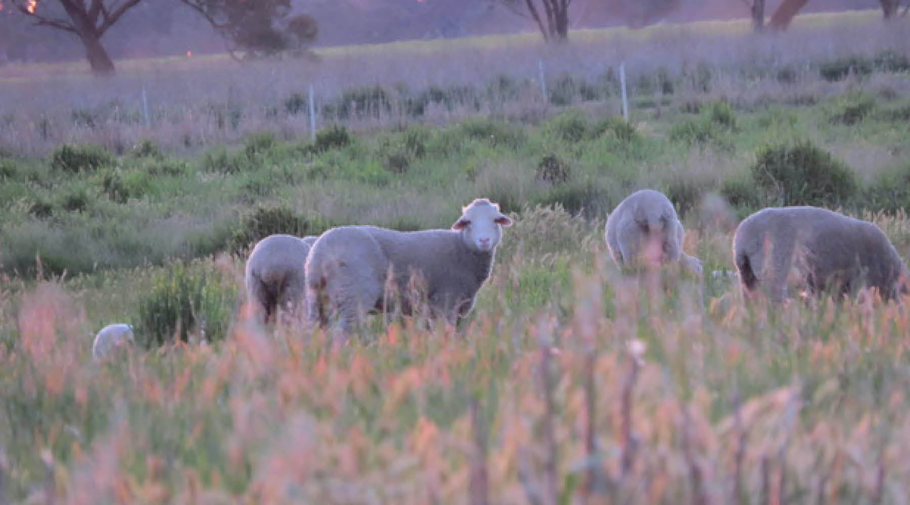 IN FOCUS | GLENDEMAR FARM